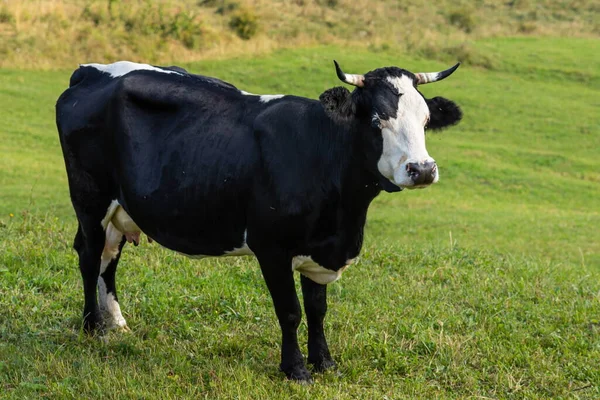 Cows Graze Green Grass Mountain Slope — Stock Photo, Image