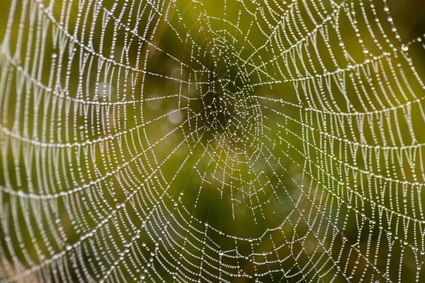 Cobweb Avec Gouttes Rosée Peut Être Utilisé Comme Fond — Photo