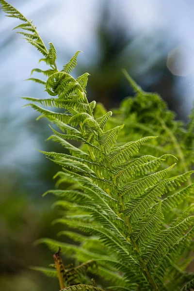 Sfondo Naturale Carta Parati Belle Foglie Felce Verde Nel Bosco — Foto Stock