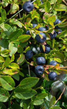 Olgun bilberry closeup Bush. Bush, yüksek dağlarda çilek.
