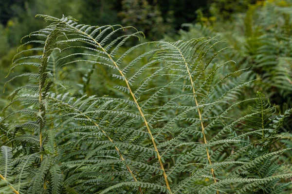 Doğal Arka Plan Duvar Kağıdı Ormandaki Güzel Yeşil Eğreltiotu Yaprakları — Stok fotoğraf