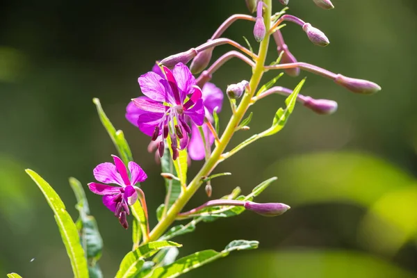 Willowherb Epilobium Angustifolium Bloeiende Sally Epilobium Angustifolium Purple Alpine Fireweed — Stockfoto