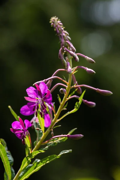 Willowherb Epilobium Angustifolium Kwitnąca Sally Epilobium Angustifolium Fioletowy Alpejski Fireweed — Zdjęcie stockowe