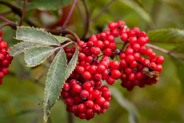 Характерное Эффектное Маленькое Горное Дерево Красными Ягодами Sorbus Aucuparia Широко — стоковое фото