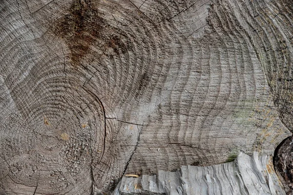 Walnotenhout Textuur Super Lange Walnoot Planken Textuur Achtergrond Textuur Element — Stockfoto