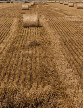 Saman - balya saman, deste toplanan bitkileri kırsal alanla Tarım çiftliği buğday kulakları, hasat sonrası yaptı yığınları içine haddelenmiş.