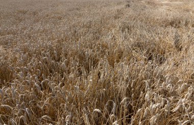 Mavi gökyüzü ve bulutların altında Altın Buğday Tarlası.