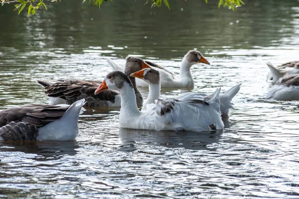 Γκρίζες Χήνες Κολυμπούν Στο Νερό Κατοικίδια Geese Κολύμπι Στη Λίμνη — Φωτογραφία Αρχείου