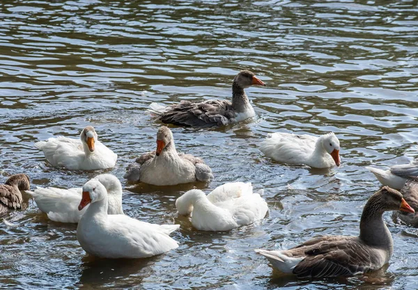 Γκρίζες Χήνες Κολυμπούν Στο Νερό Κατοικίδια Geese Κολύμπι Στη Λίμνη — Φωτογραφία Αρχείου