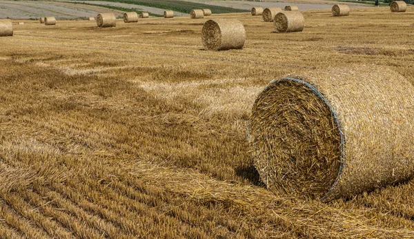 Stack Paglia Balle Fieno Arrotolate Pile Lasciate Dopo Raccolta Delle — Foto Stock