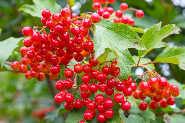 Őszi Viburnum Eső Alatt Leeső Cseppek Érett Lédús Vörös Bogyók — Stock Fotó