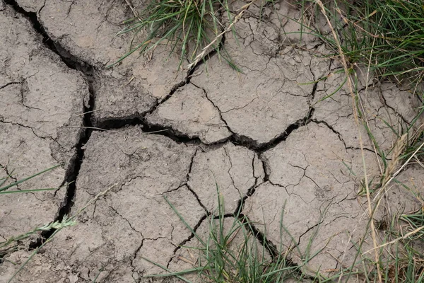 Growth Grass Drought Land Clay Soil Rainy Season — Stock Photo, Image