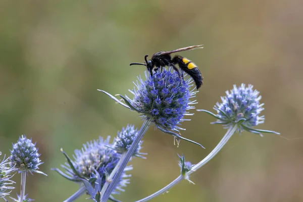 Bee on flowers of eryngium. Bee pollinates a flower in the garden.