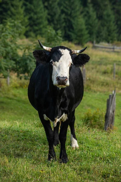 Vacas Pastan Hierba Verde Ladera Montaña — Foto de Stock