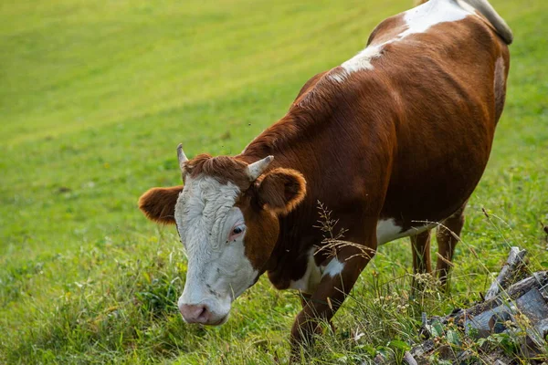 Cows Graze Green Grass Mountain Slope — Stock Photo, Image