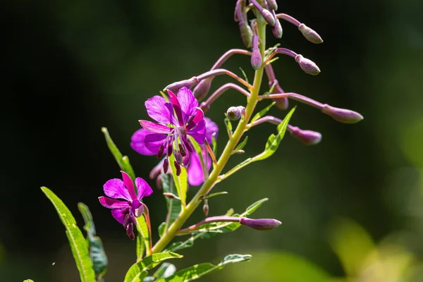 Willowherb Epilobium Angustifolium Florescendo Sally Epilobium Angustifolium Fireweed Alpino Roxo — Fotografia de Stock