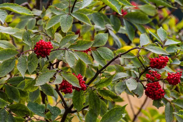 Charakteristischer Und Auffälliger Kleiner Bergbaum Mit Roten Beeren Sorbus Aucuparia — Stockfoto