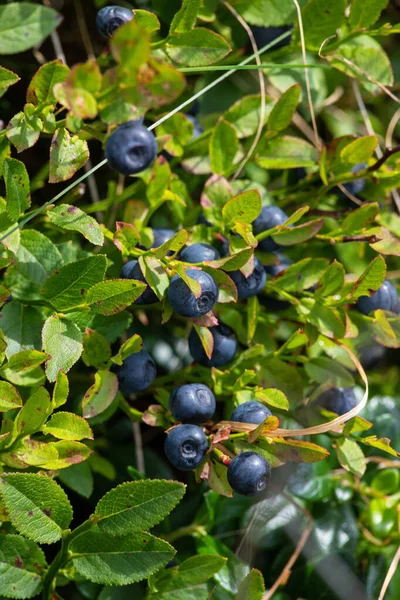 Olgun Bilberry Closeup Bush Bush Yüksek Dağlarda Çilek — Stok fotoğraf