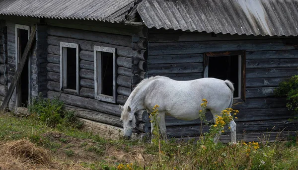 A white horse, against the backdrop of a house on a hill.