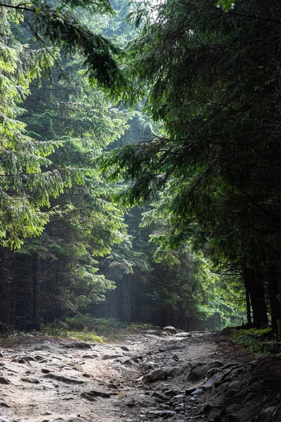 Горный Лес Камнями Горная Дорога Лесу Карпатский Лес Горах Путешествие — стоковое фото