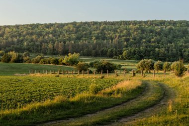 Dolambaçlı toprak bir yol, yemyeşil çayırların arasından ve sakin bir kırsaldaki sıra sıra ağaçların arasından gecenin sıcacık ışığıyla aydınlatılır..