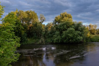 Kuğular sakin bir nehirde huzur içinde yüzerler. Yoğun ağaçlar ve karamsar gökyüzünün altında canlı bir manzara akşam erken saatlerde sakin bir atmosfer yaratır..