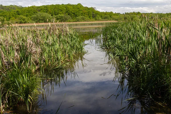 Barışçıl bir bataklık, bulutlu bir gökyüzünün altında uzun otların ve yemyeşil çimlerin kuşattığı durgun suları gözler önüne serer..
