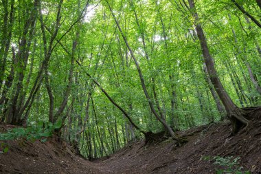 Bereketli bir ormanda canlı yeşil yaprakları olan sayısız Carpinus betulus ağacı bulunur. Güneş ışığı yaprakların arasından süzülerek huzurlu ve sakin bir atmosfer yaratır..