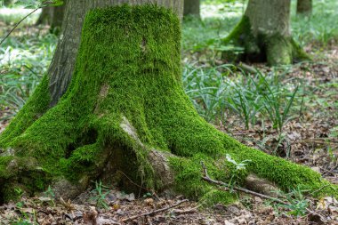Büyüleyici bir orman. Büyük bir ağaç gövdesi, yumuşak zemin örtüsü ve yaprakların arasından süzülen benekli güneş ışığıyla çevrili kalın yeşil yosunlarla güzelce süslenmiş..