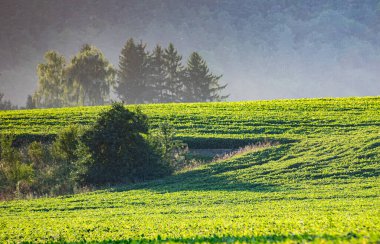 Geniş yeşil alanlar, yumuşak tepelerle harmanlanmış sabah ışığı manzarayı ve ufuktaki ağaçları aydınlatırken sakin bir atmosfer yaratıyor..