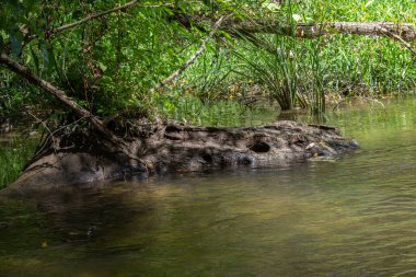 Huzurlu bir nehre yarı daldırılmış büyük bir kütük gün ortasında sakin ve doğal bir atmosfer yaratan güneş ışığı altındaki yeşilliği yansıtır..