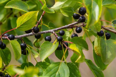 Ağustosta çalılıklarda yetişen parlak dikenli meyveler veya meyveler.