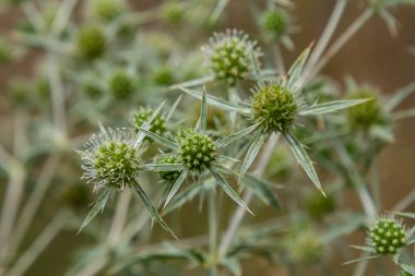 Vahşi doğada eryngo olarak bilinen devedikeni Eryngium kampı yetişir. Tıbbi olarak kullanılan bir Eryngium türüdür..