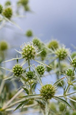 Vahşi doğada eryngo olarak bilinen devedikeni Eryngium kampı yetişir. Tıbbi olarak kullanılan bir Eryngium türüdür..