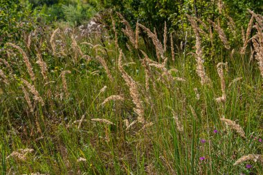 Çayırdaki küçük kamışlı Calamagrostis epigejos 'un enfeksiyonu..