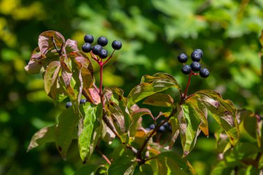 Cornus sanguinea, tohum familyasından bir bitki türü. Küçük çiçekli ve yenmez böğürtlenli uzun bir çalılık. Çim kuyusu süs bitkisi olarak yetiştirilir..