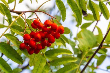 Ağaçta bir demet kırmızı kızılcık çileği.