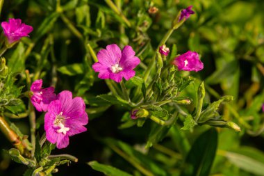 willow-herb epilobium hirsutum during flowering. Medicinal plant with red flowers.