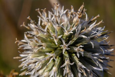 Vahşi doğada, bal bitkisi echinops sphaerocephalus çiçek açar..