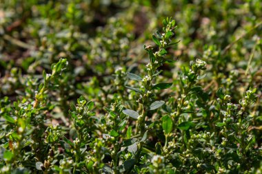 Bitkilerden oluşan kalın halı Polygonum aviculare aksi takdirde Kuş Highlander, düğüm otu, çim-karınca, kaz çimi, tomurcuklu kuş karabuğday. Seçici odaklanma, makro.
