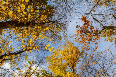 Backgrond sonbahar kayın orman içinde ağaç.