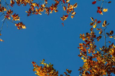 Backgrond sonbahar kayın orman içinde ağaç.