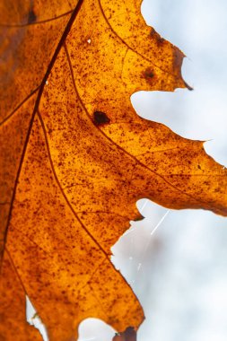 Ağacın dallarında renk değiştiren meşe yaprakları sonbahar mevsiminin parlak güneş ışığıyla aydınlatılıyor..