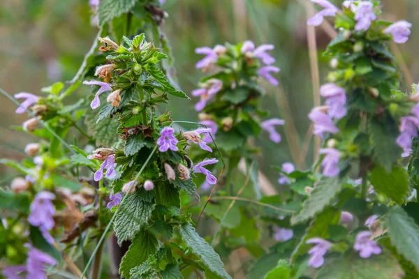 Hluchavka Lamium Tryphon Tournesol, pembe.