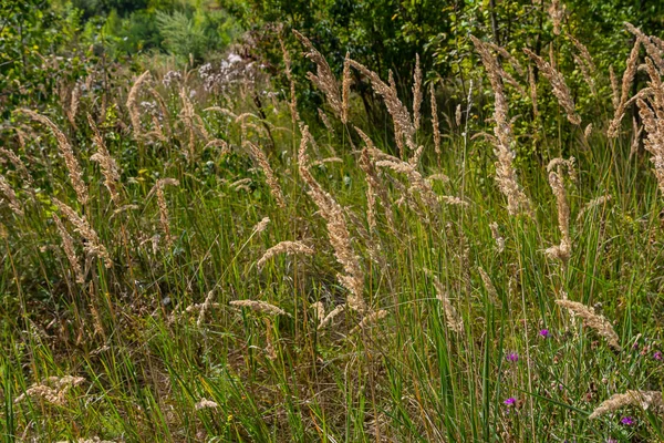 Çayırdaki küçük kamışlı Calamagrostis epigejos 'un enfeksiyonu..