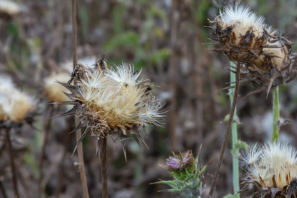 Süt devedikeni başı - Latince adı - Silybum marianum.