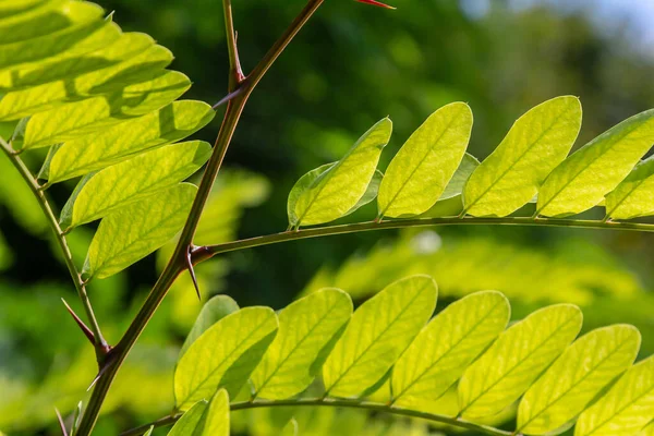 Kahverengi Robinia Pseudoacia şubelerini parlak bir doğaya karşı kapatın..
