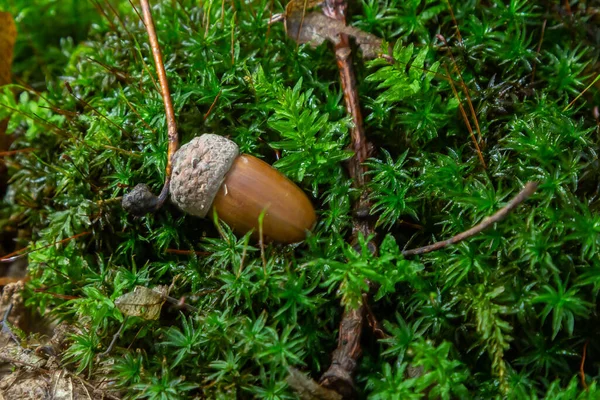 Sonbahar arka planında düşen meşe yaprakları ve olgun meşe palamutları orman zemininde yatar. Quercus robur, yaygın olarak petiolate meşe, Avrupa meşesi olarak bilinir..
