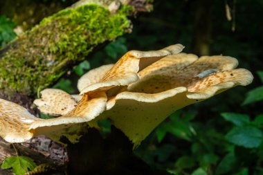 Cerioporus squamosus, Sülün 'ün sırt mantarı ve kuru eyeri olarak da bilinir, ölü ağaçlarda yetişen bir bazidiyomycete mantarıdır..