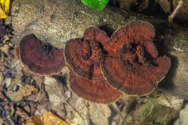 Hymenochaete rubiginosa ormandaki çürüyen bir kütükte yetişir ve eşsiz kırmızı-kahverengi yüzeyini ve farklı katmanlarını gösterir. Mantarlar orman çürümesine katkıda bulunur..